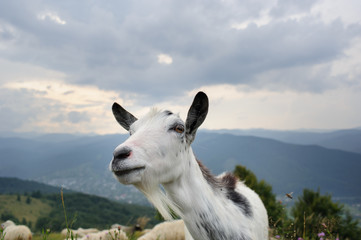 flock of  of sheep in the mountain