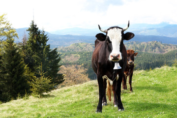 Cow grazing on mountain meadow