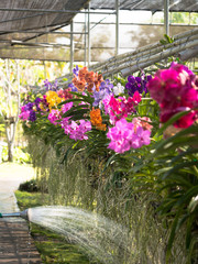 The flow of water from the garden watering flows roots hanging orchids