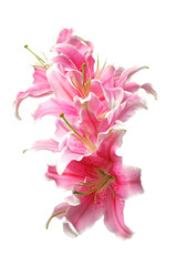Bouquet of lily, isolated on white