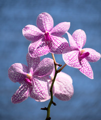 Toned image colorful orchid closeup on blurred background