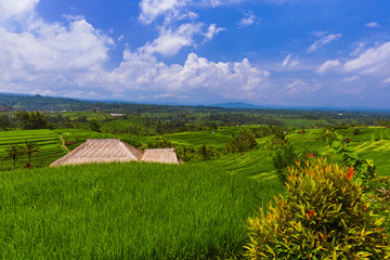 Rice fields - Bali island Indonesia