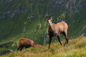 Naklejka na ściany i meble Mountain Chamois (Rupicapra Carpatica) herding in the Western Tatras