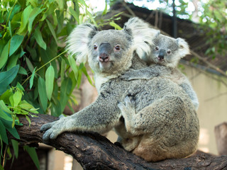 Erwachsener Koala sitzt auf einem Ast und hält auf dem Rücken ein kleines Baby auf dem Hintergrund grüner Blätter