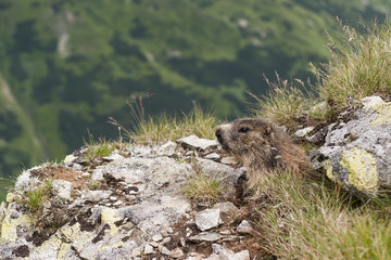 Marmot (Marmota marmota latirostris) looks from burrow in the Western Tatras