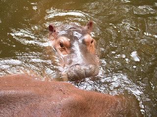 Hippo head closeup on a background of green water