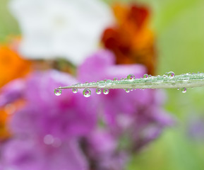 Fresh grass with dew drops and Sun beams