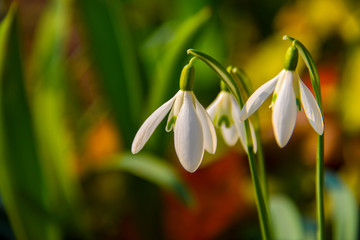 Schneegl&ouml;ckchen