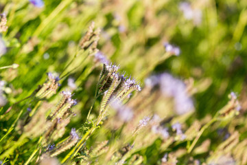 Phacelia (Phacelia tanacetifolia) is a very attractive plant. One of the best honey-producing flowers for honeybees also known for its 