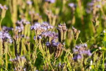 Phacelia (Phacelia tanacetifolia) is a very attractive plant. One of the best honey-producing flowers for honeybees also known for its 