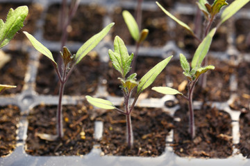 Young plants growing in greenhouse, closeup