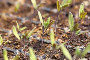 Young plants growing in greenhouse, closeup