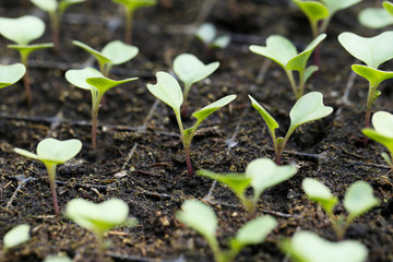 Young plants growing in greenhouse, closeup