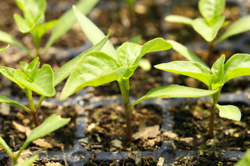 Young plants growing in greenhouse, closeup