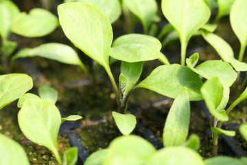 Young plants growing in greenhouse, closeup