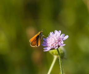 Small Skipper Butterfly