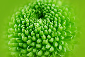 Fototapeta na wymiar Beautiful green flower, closeup. Nature background