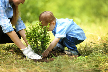 Naklejka na ściany i meble Cute baby boy planting tree with parent in garden