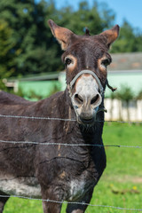 Brown donkey portrait in a summer day