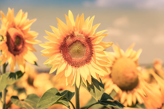 Sunflowers Field view