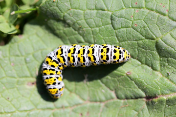 Naklejka premium Caterpillar mullein moth (Shargacucullia verbasci)