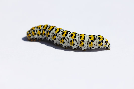 Caterpillar mullein moth   (Shargacucullia verbasci)