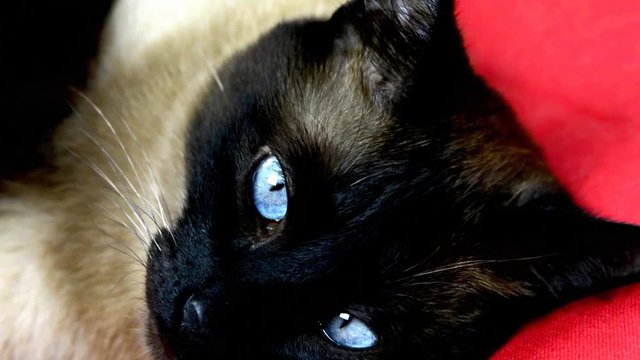 Siamese cat lying