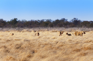 Pride of lions in the savannah, in Namibia, Africa, concept for safari travel and travel in Africa