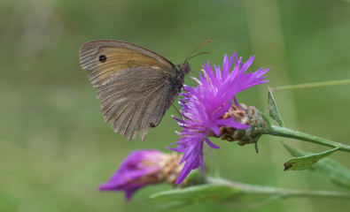 Butterfly on thistle bloom on summer meadow