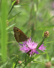 Butterfly on thistle bloom on summer meadow