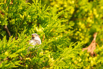 Little bird on green thuja.