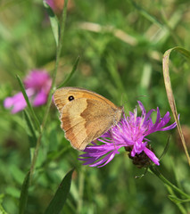 Obraz premium Butterfly on thistle bloom on summer meadow