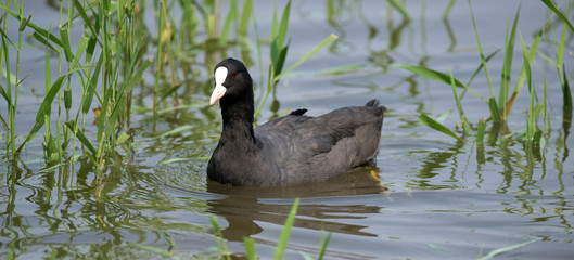 Grebe bird in the river Labe