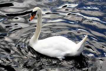 Abstract swan scene 