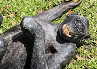 Elderly bonobo female with monkey biscuit in mouth