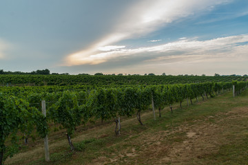 Fototapeta na wymiar Rows on grape vines in field