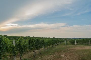 Fototapeta na wymiar Landscape with rows of grape vines