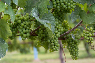 Maturing grapes on vine