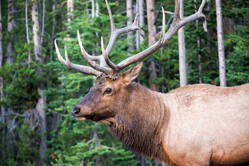 Naklejka na ściany i meble Closeup of an Elk