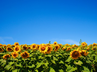 ひまわり畑