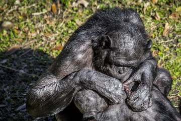 Bonobos grooming