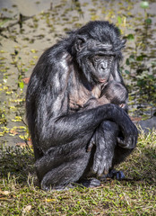Bonobo mother cradling infant