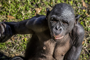 Bonobo Child