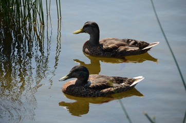 Floating or swimming