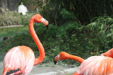 Czerwone flamingi