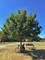 la bicicletta appoggiata all'albero