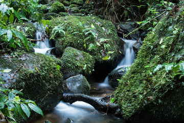 Cloud Rainforest  Waterfall of Monteverde in Costa Rica