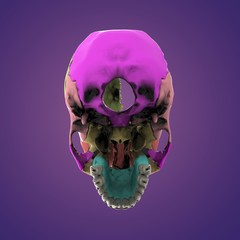 3d rendered illustration - human skull anatomy