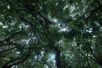 Cloud Rainforest Treetop of Monteverde in Costa Rica
