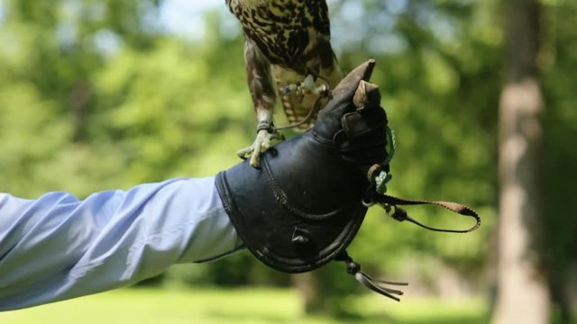 Close-up of saker falcon (Falco cherrug) perched on the glove.